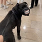 🐶 Lustiger Maulkorb mit Hunde-Lachmund – Witziges Accessoire für Spaziergänge & Kostüm-Highlight 😂