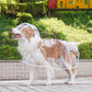 🐶☔ Transparenter Hunde-Regenmantel – Schutz vor Regen und Wind