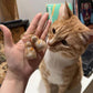 Katzenfell Aufbewahrungs Schlüsselanhänger transparent Katzenhaar Behälter 🐱