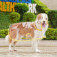 🐶☔ Transparenter Hunde-Regenmantel – Schutz vor Regen und Wind