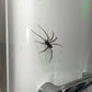 🕷️ Spider Kühlschrankmagnete